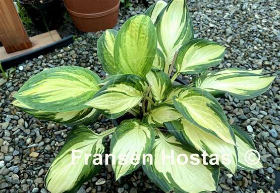 Hosta Prom Queen