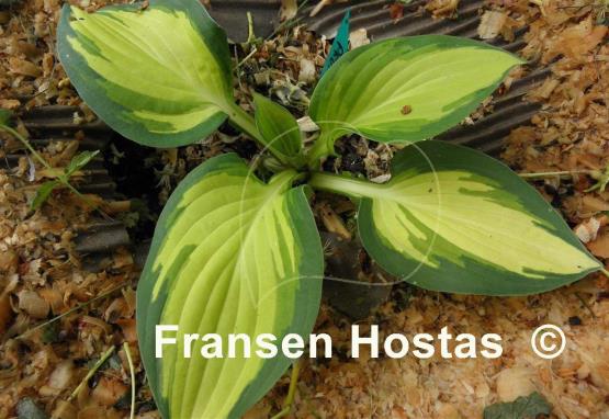 Hosta Prom Queen