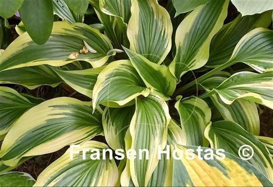 Hosta Proud Sentry