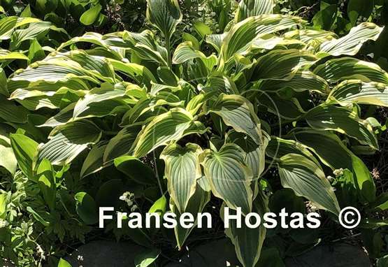 Hosta Proud Sentry