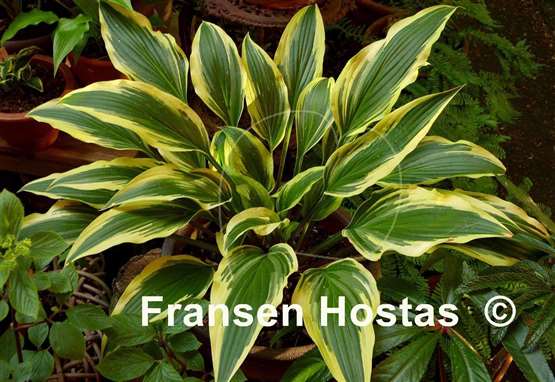 Hosta Proud Sentry