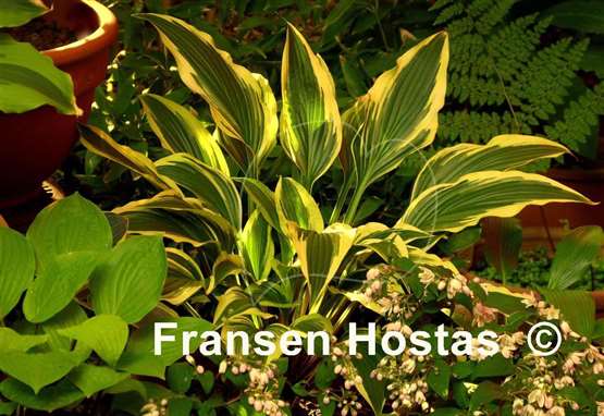 Hosta Proud Sentry