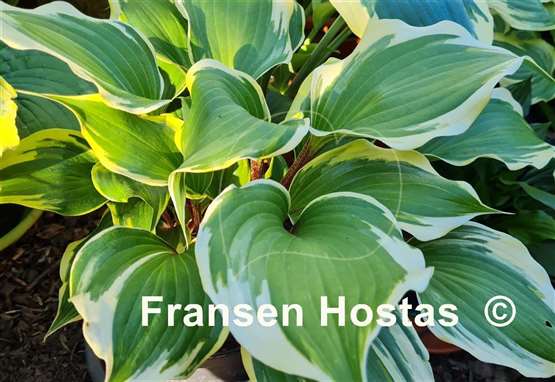 Hosta Proud Treasure