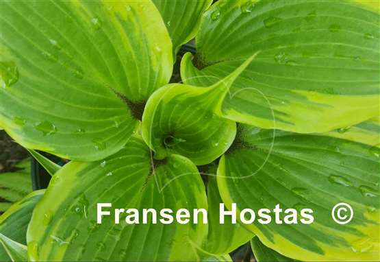 Hosta Proud Treasure