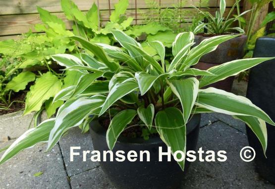 Hosta Proud Sentry