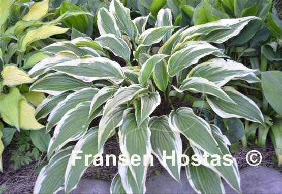 Hosta Proud Sentry