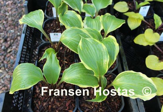 Hosta Proud Treasure