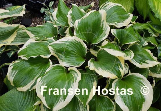 Hosta Proud Treasure