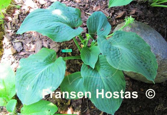 Hosta Puckered Giant