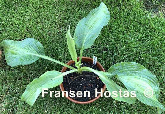 Hosta Pull of the Moon