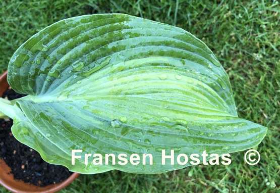 Hosta Pull of the Moon