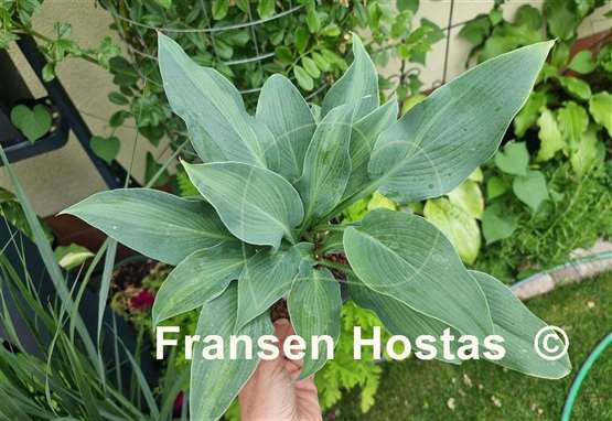 Hosta Pull of the Moon