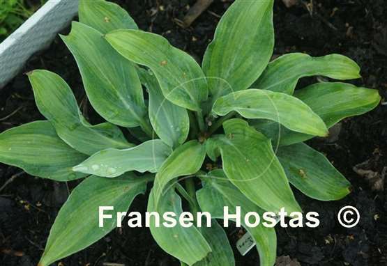 Hosta Pull of the Moon