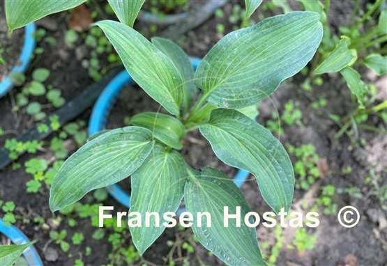 Hosta Pull of the Moon