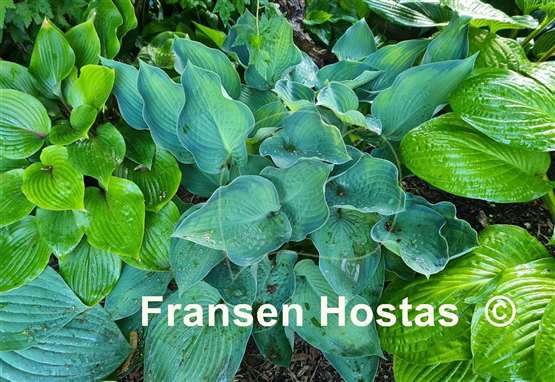 Hosta Punky 