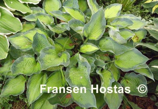 Hosta Punky