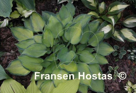 Hosta Punky
