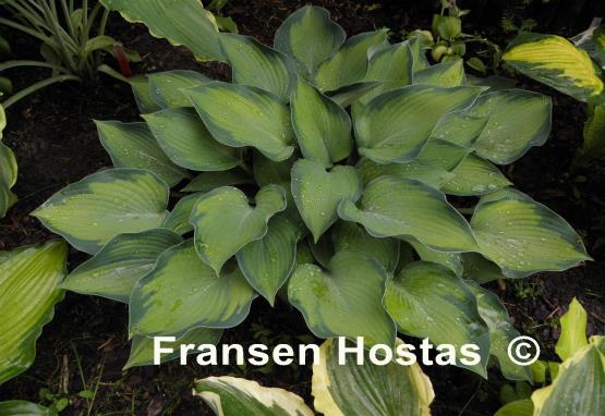 Hosta Punky