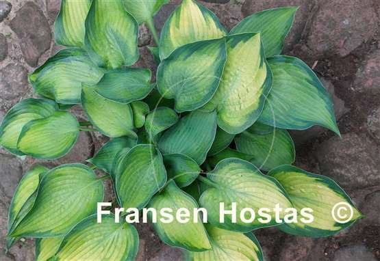 Hosta Punky