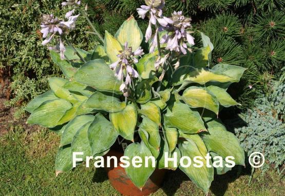 Hosta Punky