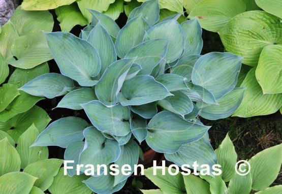 Hosta Punky