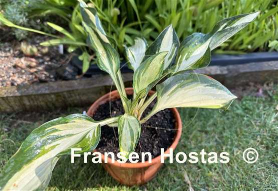 Hosta Pure Intensions