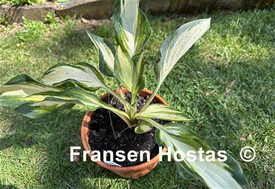 Hosta Pure Intensions