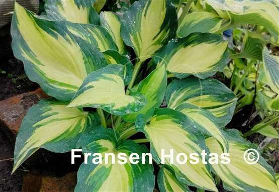 Hosta Pure Intensions