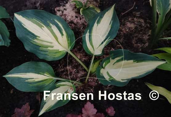 Hosta Pure Intensions