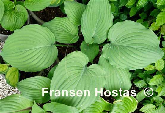 Hosta Purple Boots
