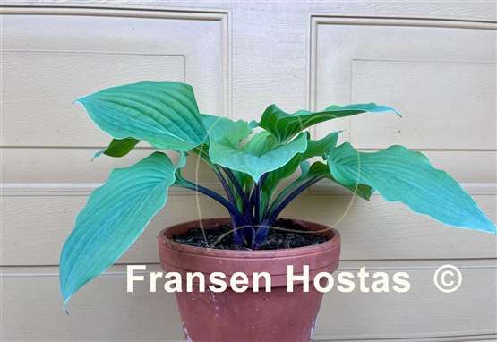 Hosta Purple Boots