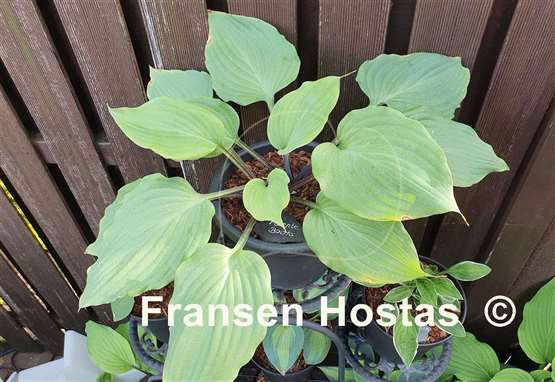 Hosta Purple Boots