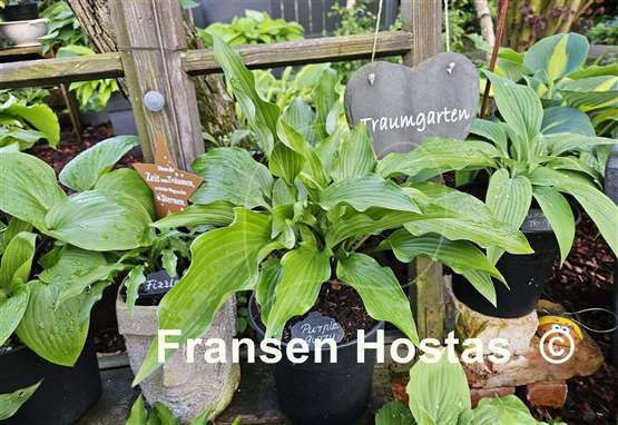 Hosta Purple Glory
