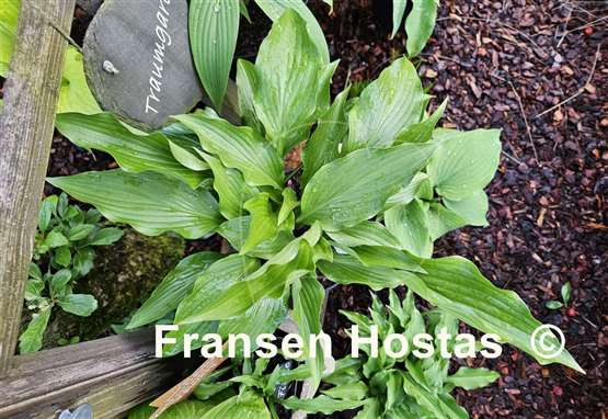 Hosta Purple Glory