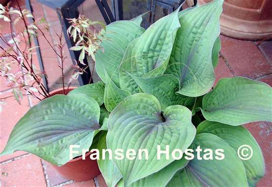 Hosta Purple Haze