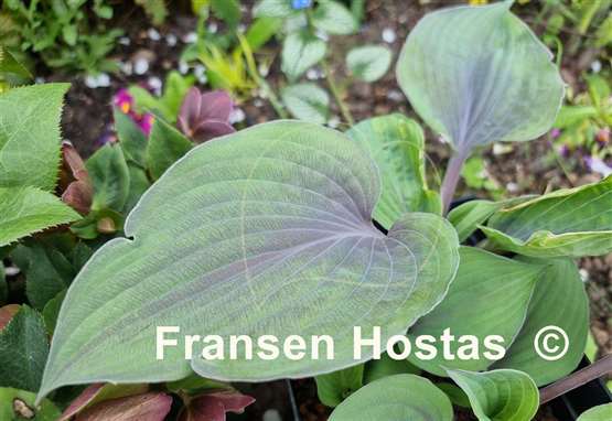 Hosta Purple Haze