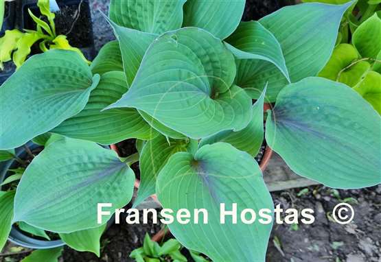 Hosta Purple Haze