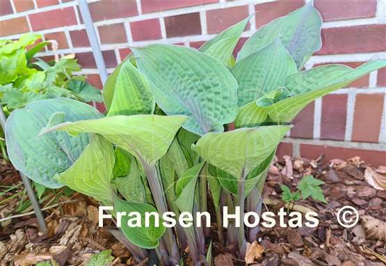 Hosta Purple Haze