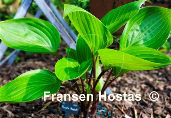 Hosta Purple Heart