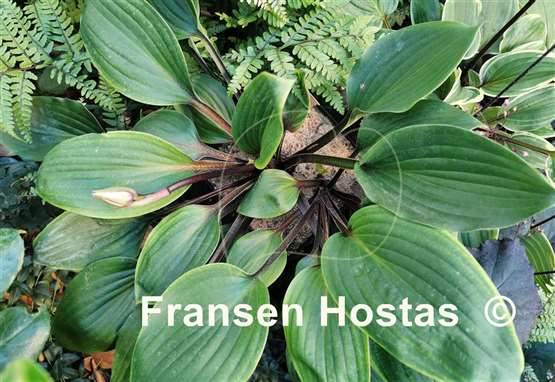 Hosta Purple Heart