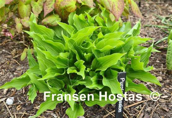 Hosta Purple Passion
