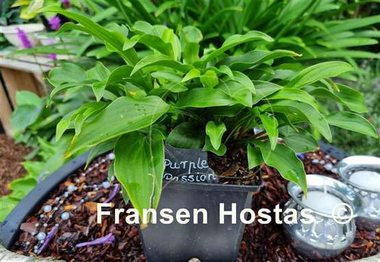 Hosta Purple Passion
