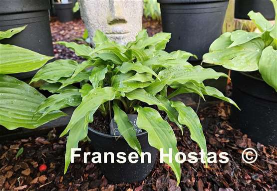 Hosta Purple Passion