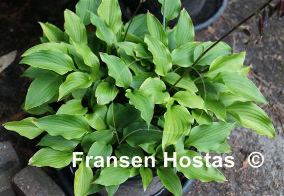 Hosta Purple Passion
