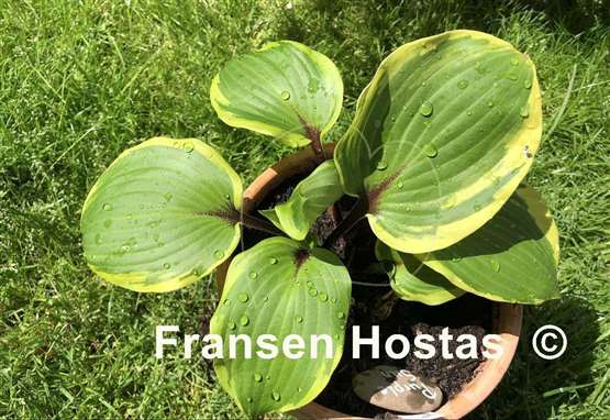 Hosta Purple Sun