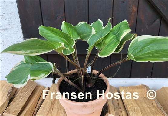 Hosta Purple Sun