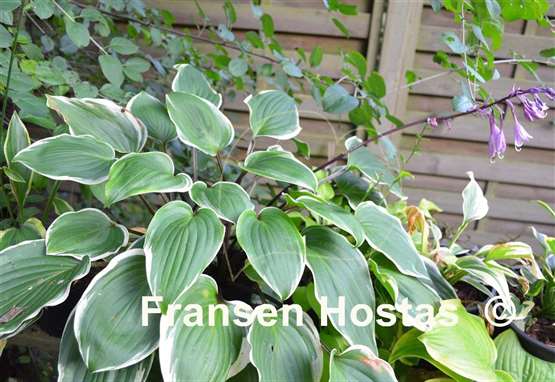 Hosta Purple Sun