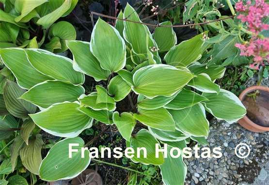 Hosta Purple Sun