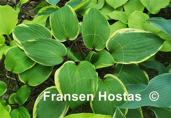Hosta Purple Sun