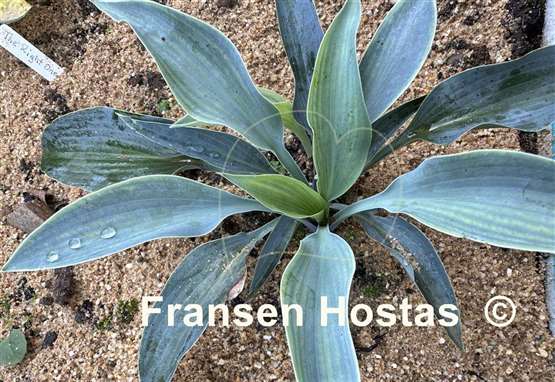 Hosta Purple Verticulated Elf